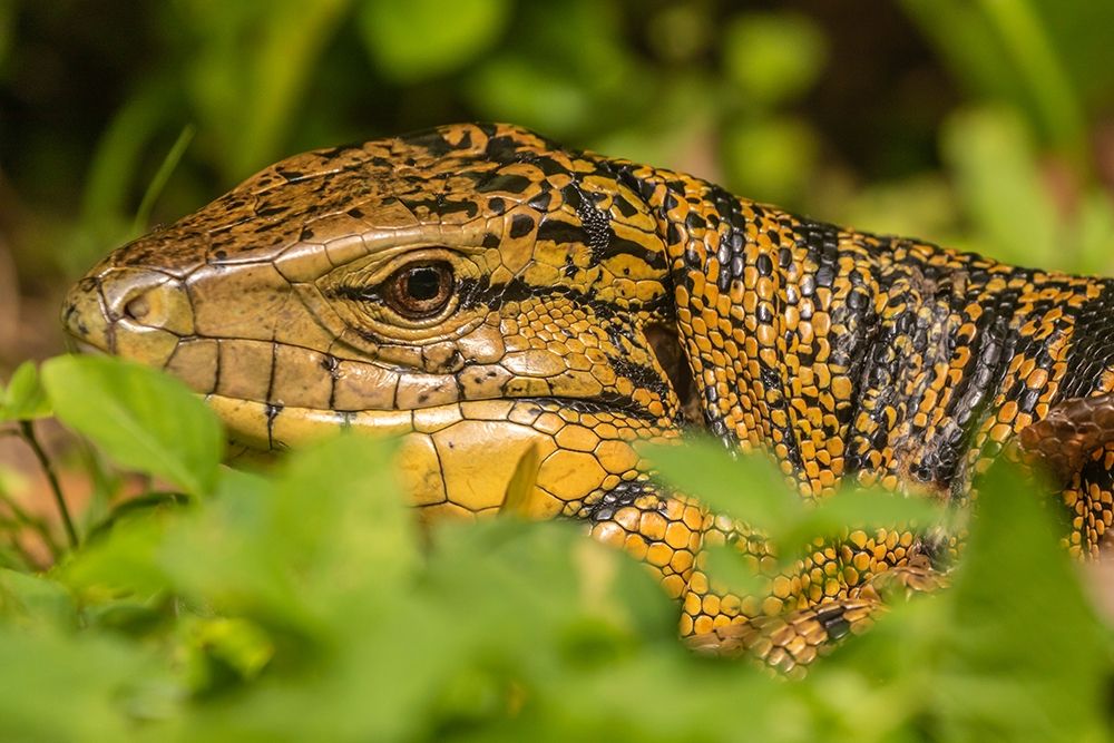 Caribbean-Trinidad-Asa Wright Nature Center Tegu lizard close-up